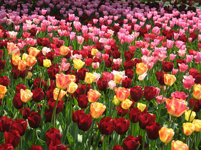 tulips blooming everywhere