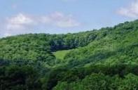 Beautiful tree-covered hillside